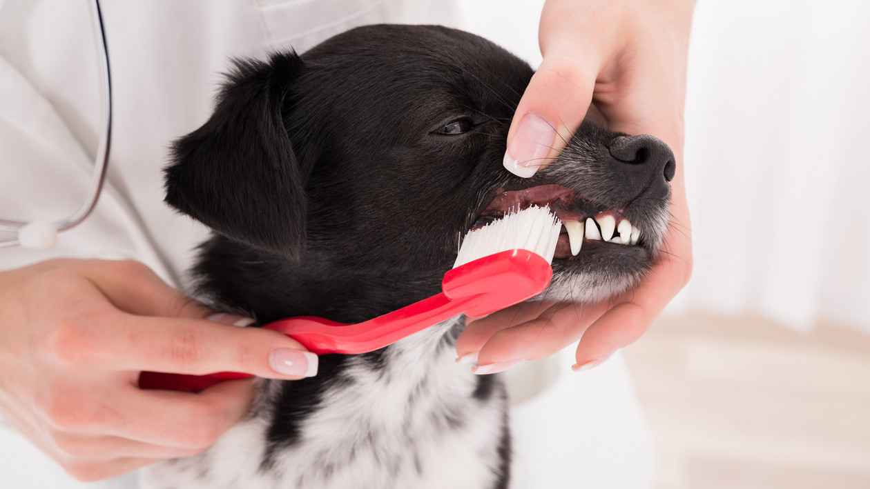 Zahnpflege beim Hund