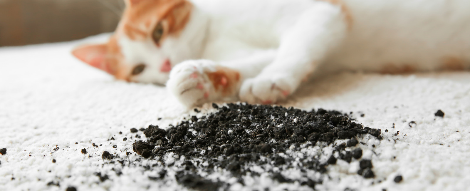 Katze lieg auf schmutzigem Teppich
