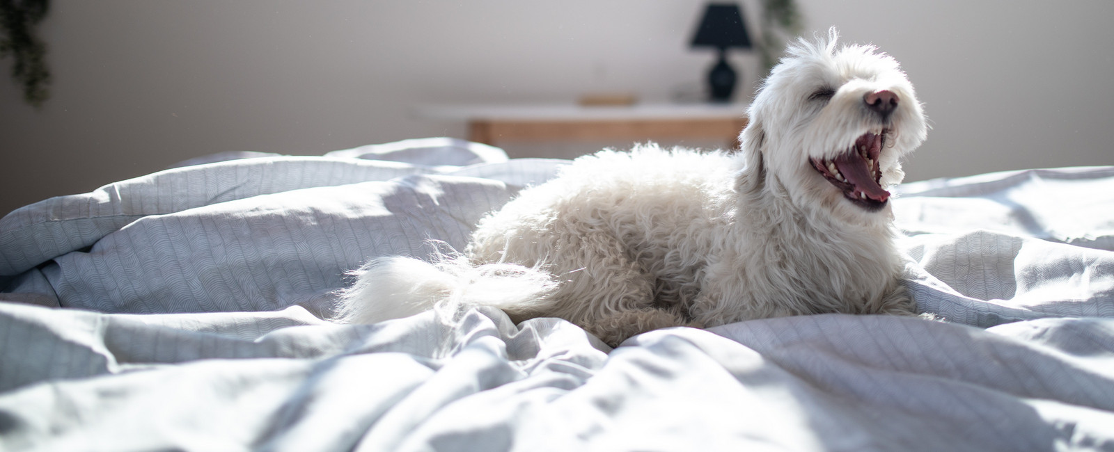 Hunderassen, die nicht Haaren: Hund gähnt auf Bett