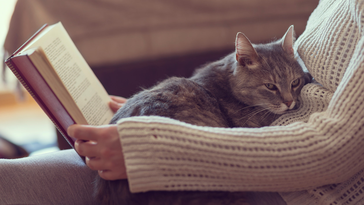 Katze liegt auf Schoß, während Frau liest