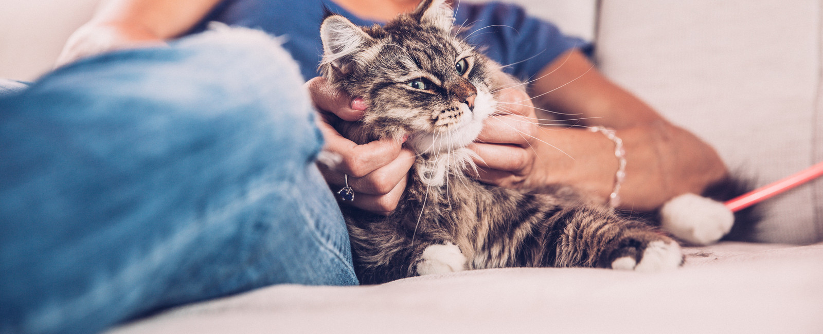 Katze wird gestreichelt