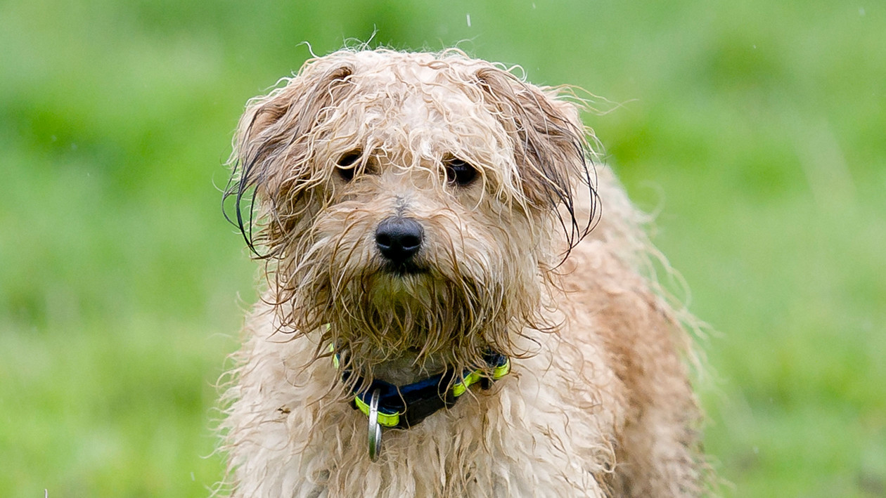 Hundegeruch entfernen