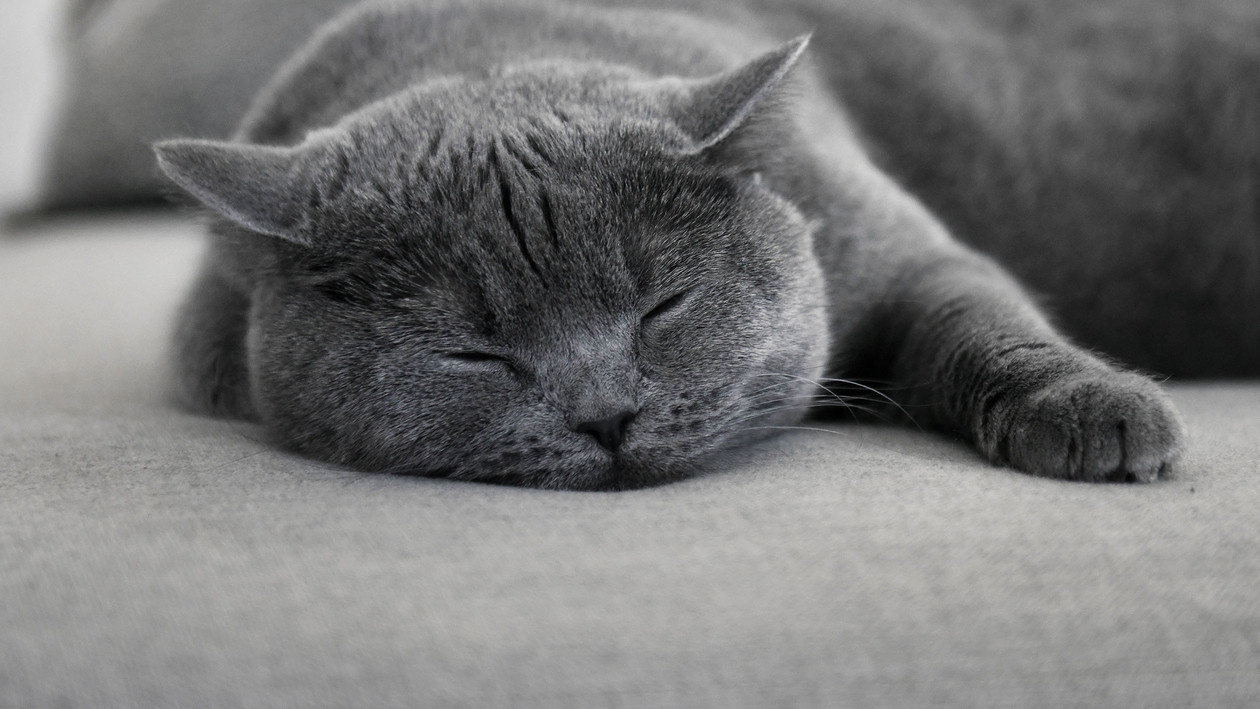 Demenz bei Katzen