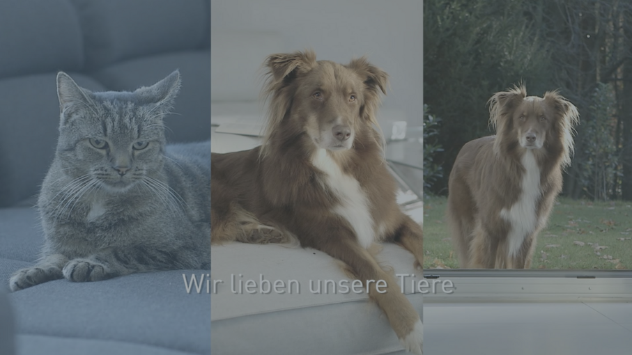 Katze und zwei Hunde