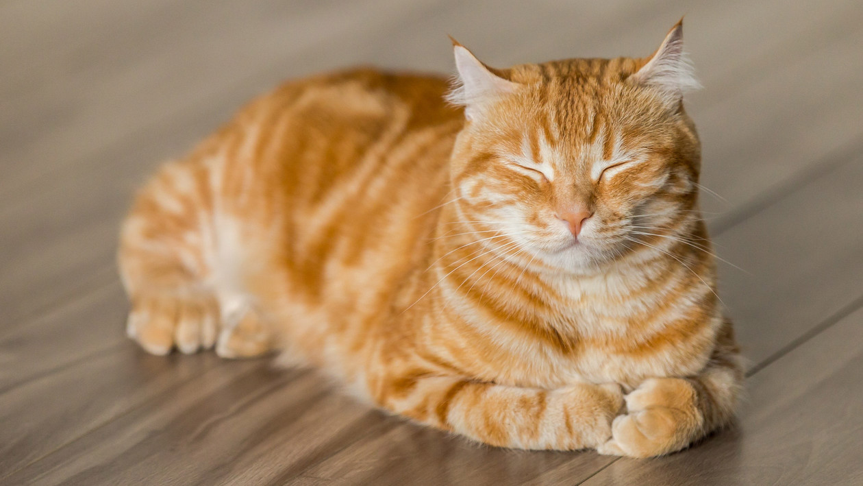 Katze, die die Augen verengt