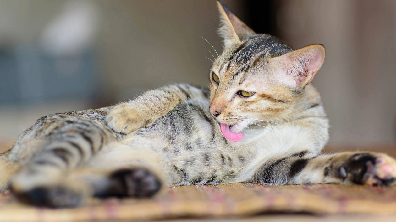 Katze putzt sich ständig