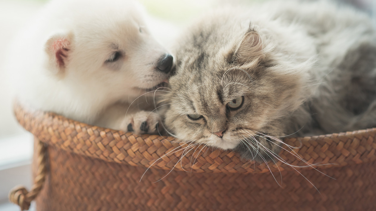 Hund liegt mit Katze im Korb