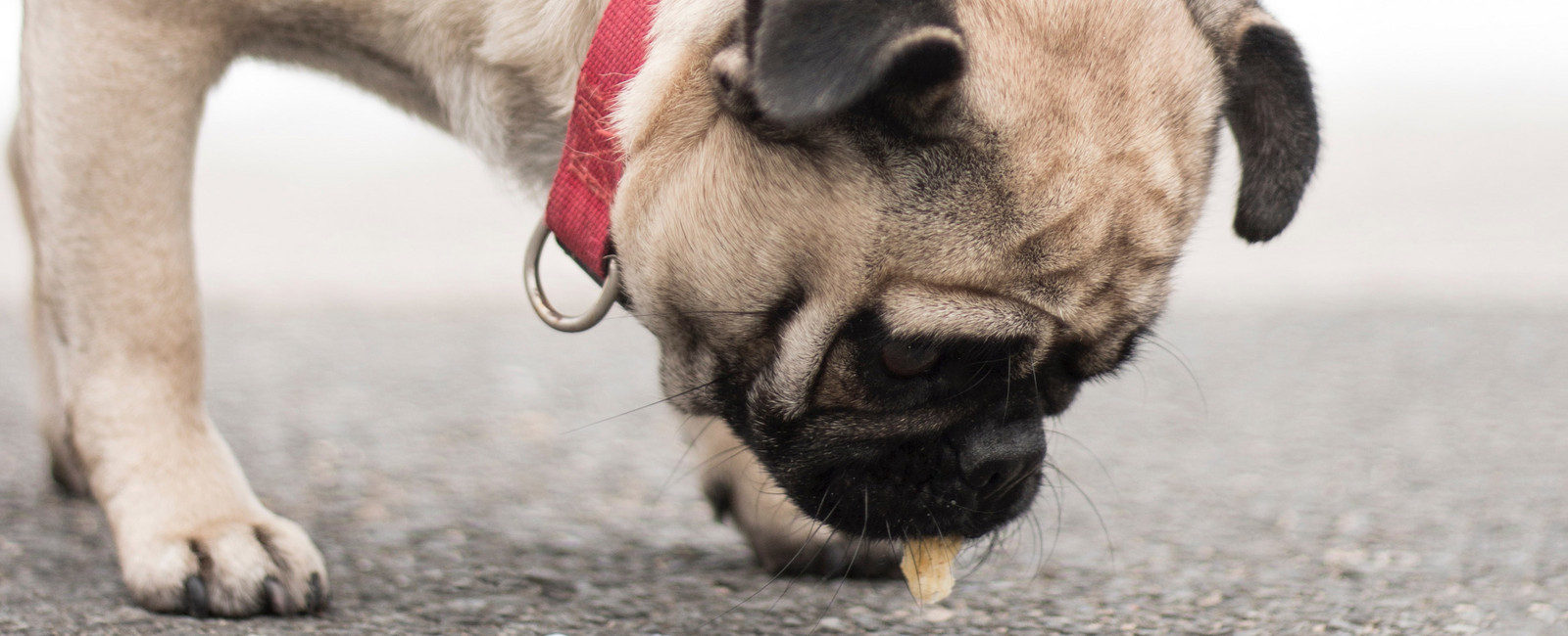 Um welche Uhrzeit den Hund füttern?