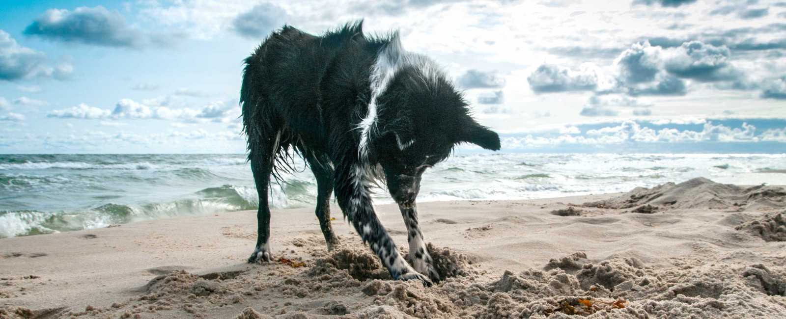 Hunde buddelt am Strand