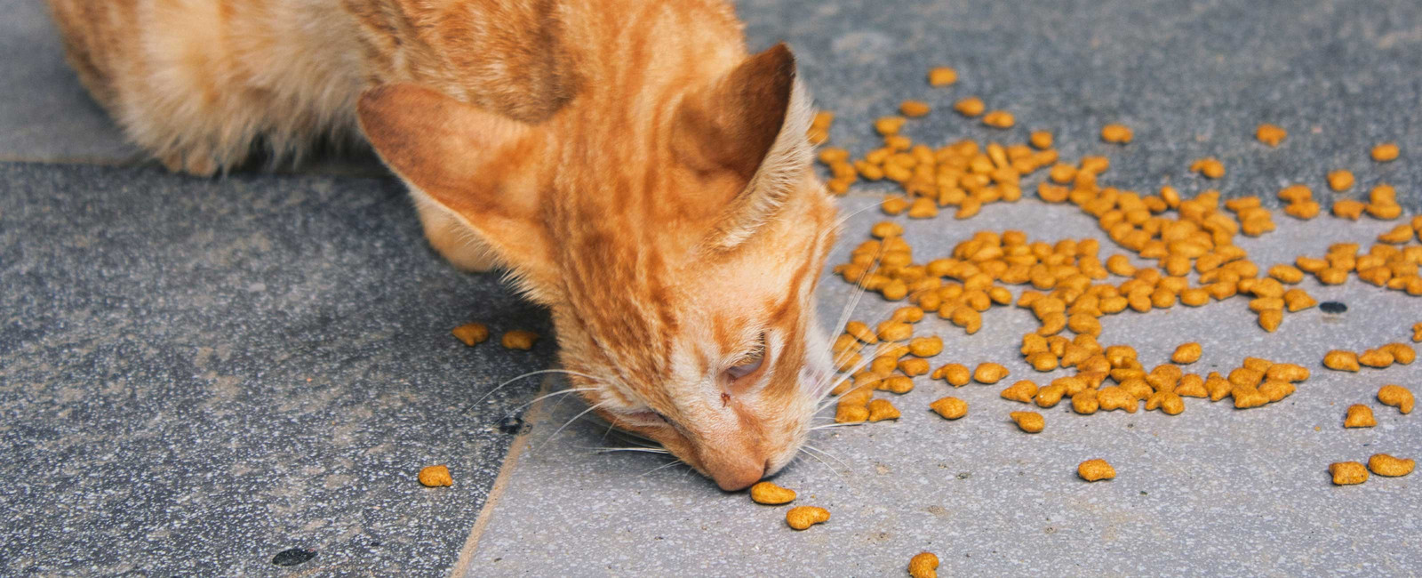 Dürfen Katzen Reis essen?