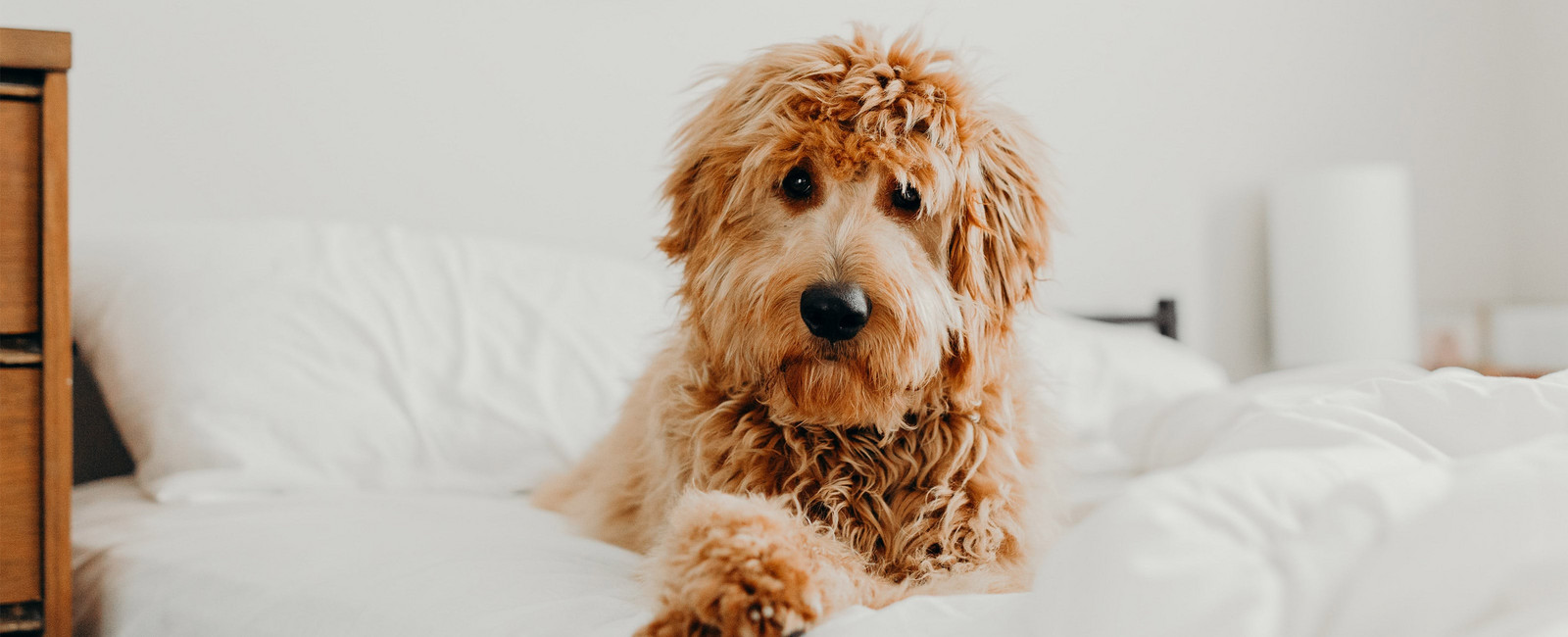 Zotteliger Hund sitzt auf einem Bett