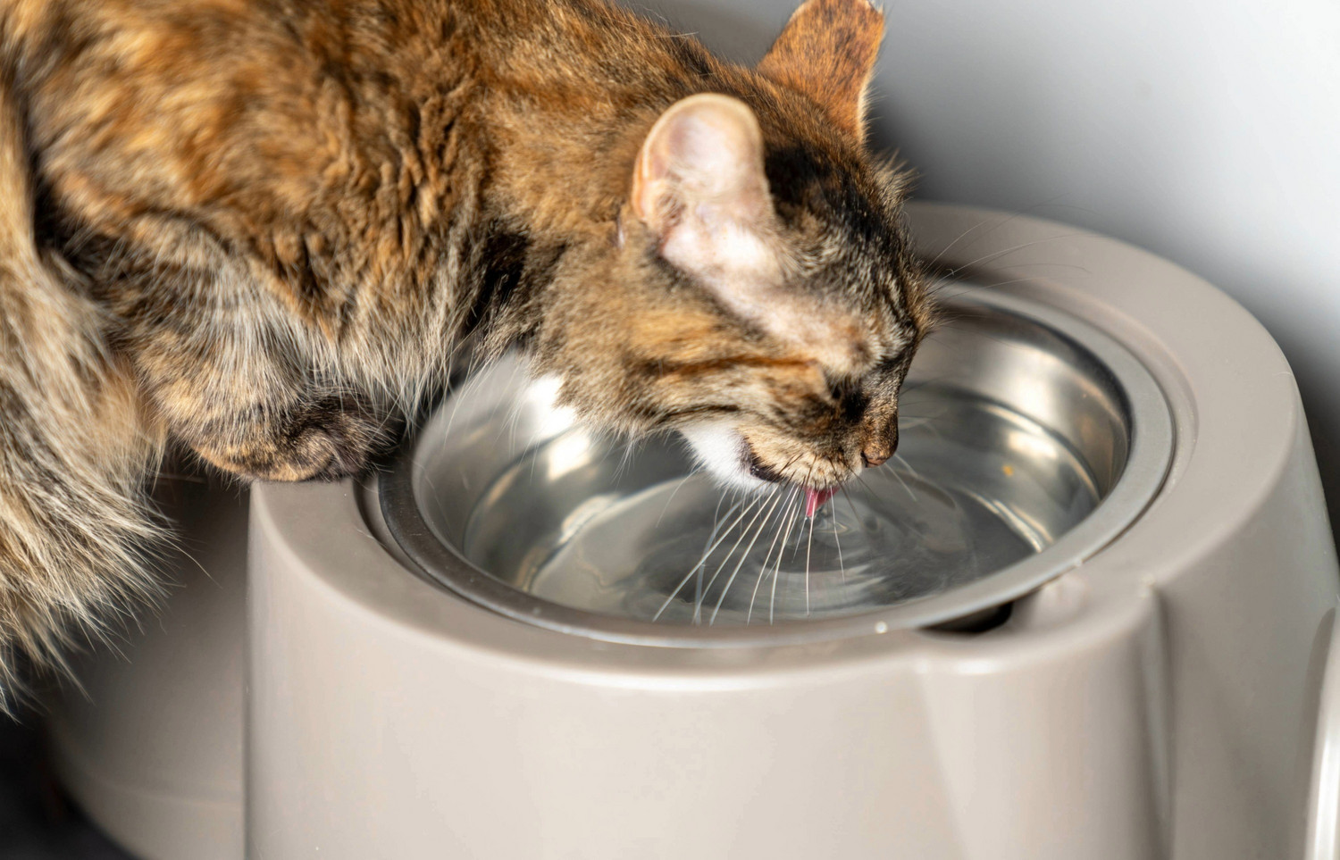 Was tun, wenn die Katze viel trinkt?