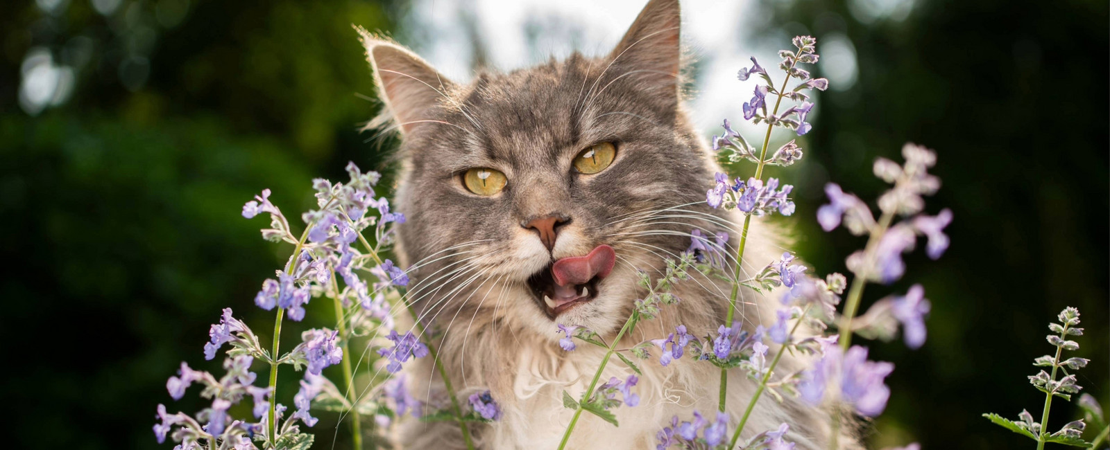 Wirkung von Katzenminze