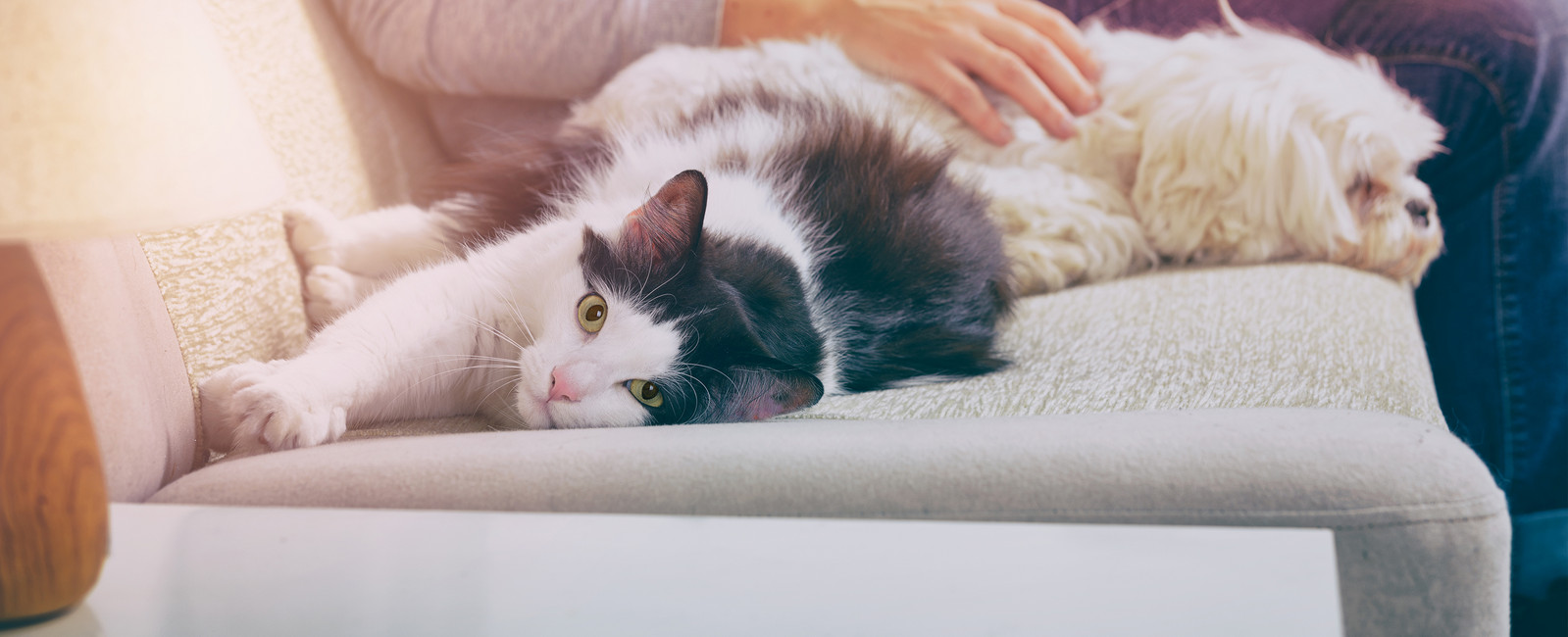 Katze liegt neben Hund auf Sofa