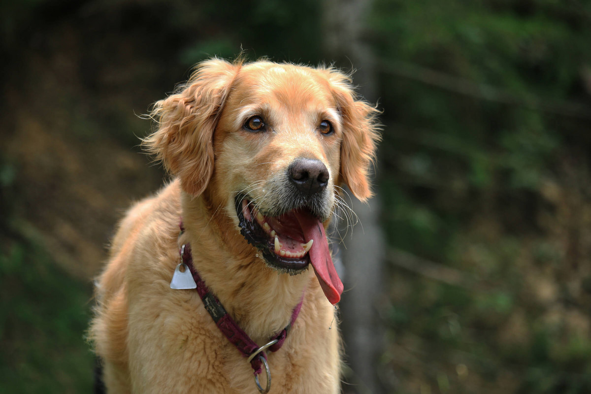 Goldener Retriever