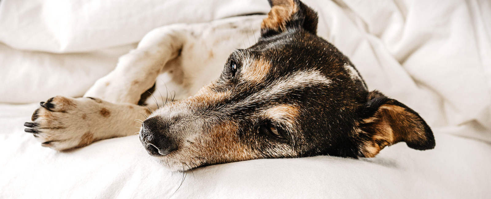 Wie lange schlafen Hunde?