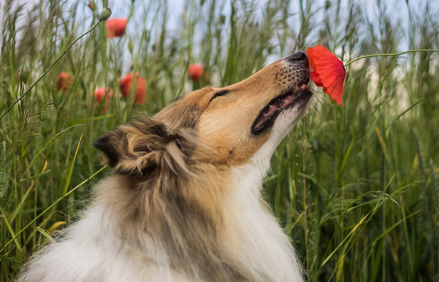 Trockene Nase beim Hund – Tipps