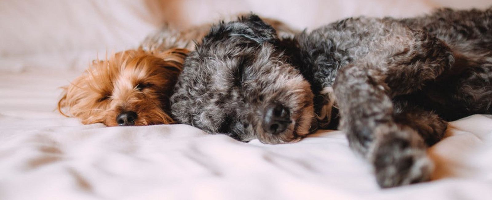 Hunde liegen auf Decke