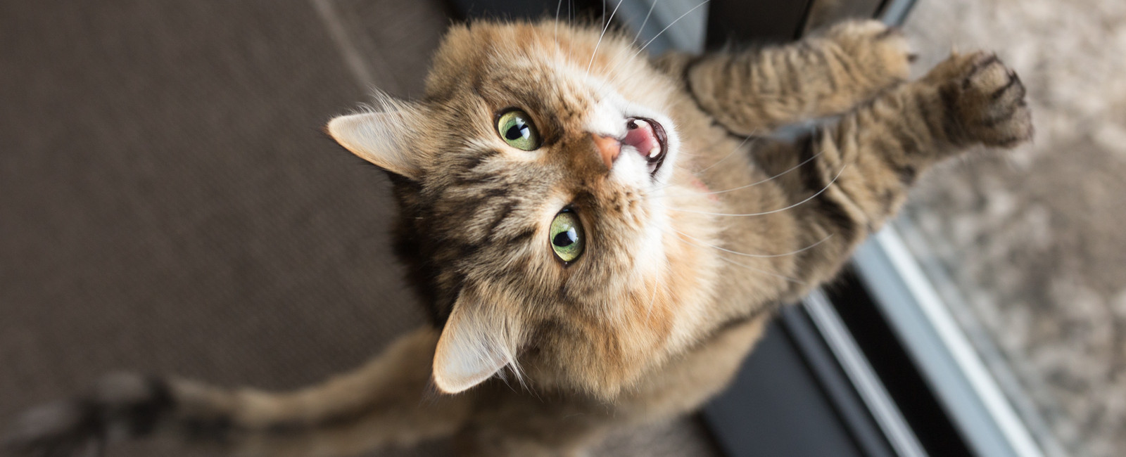 Katze schaut zum Betrachter auf