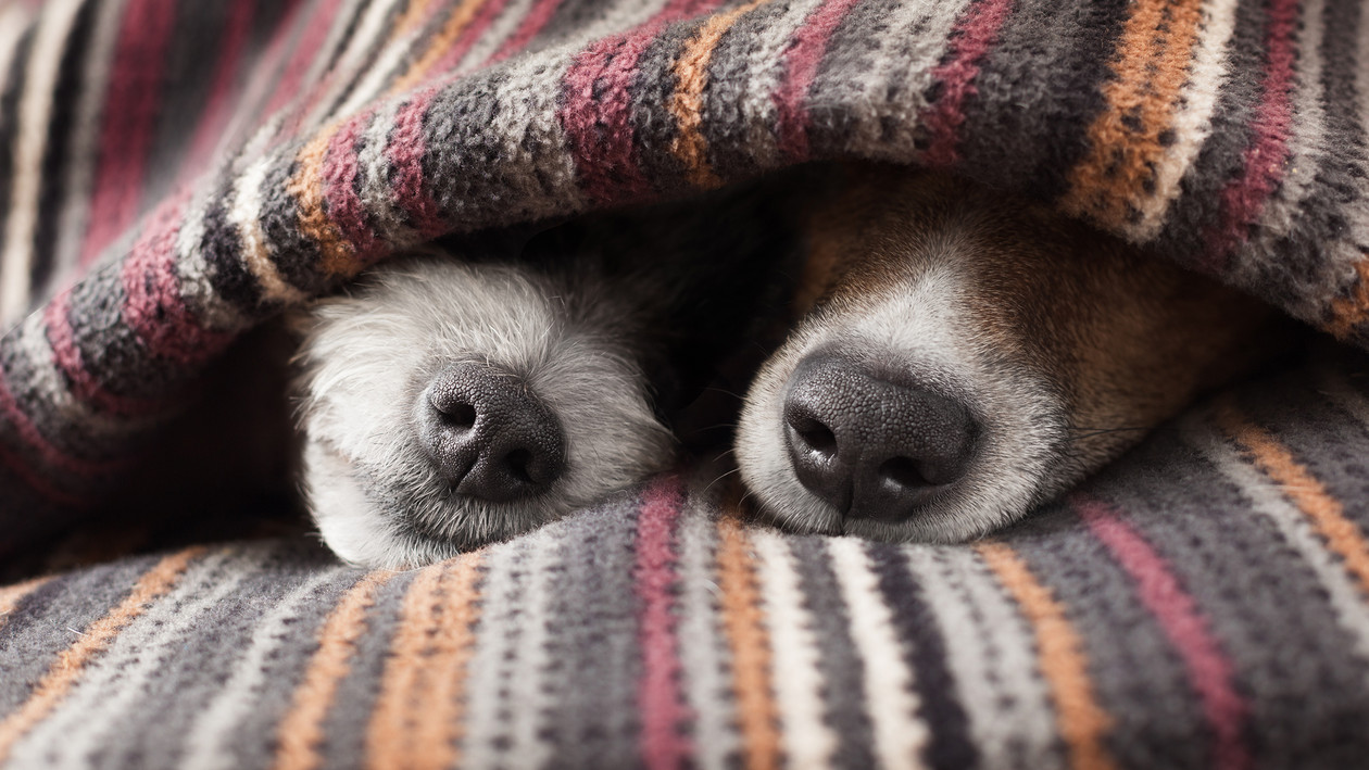 Hunde liegen unter Decke