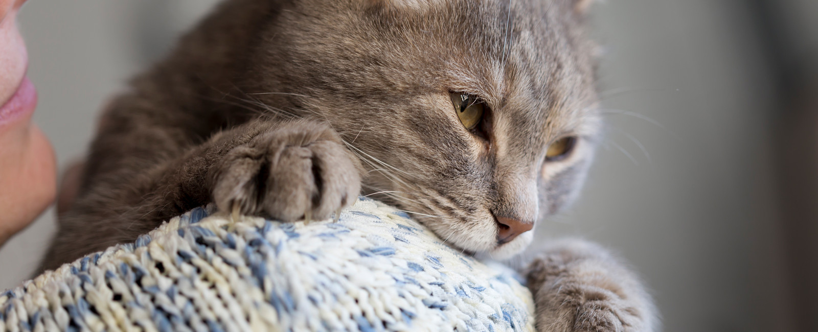 Katze liegt auf Schulter