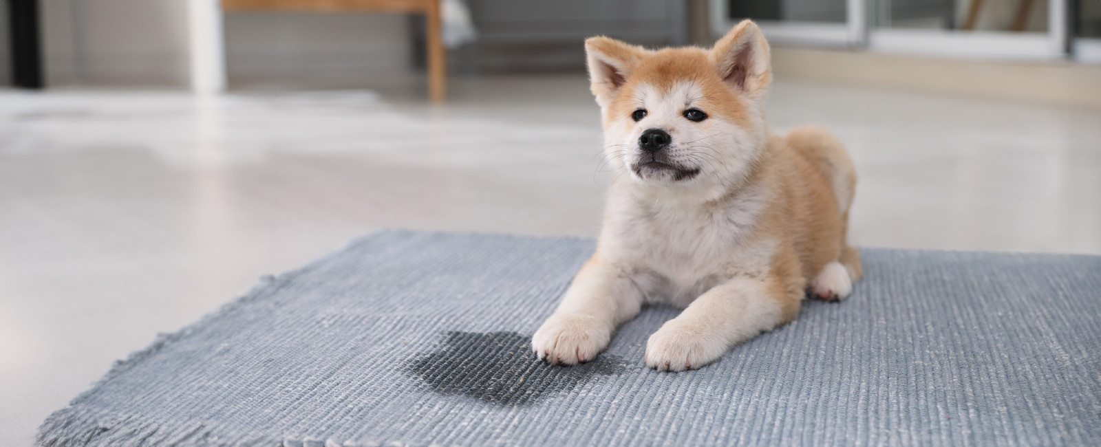 Hund pinkelt in Wohnung