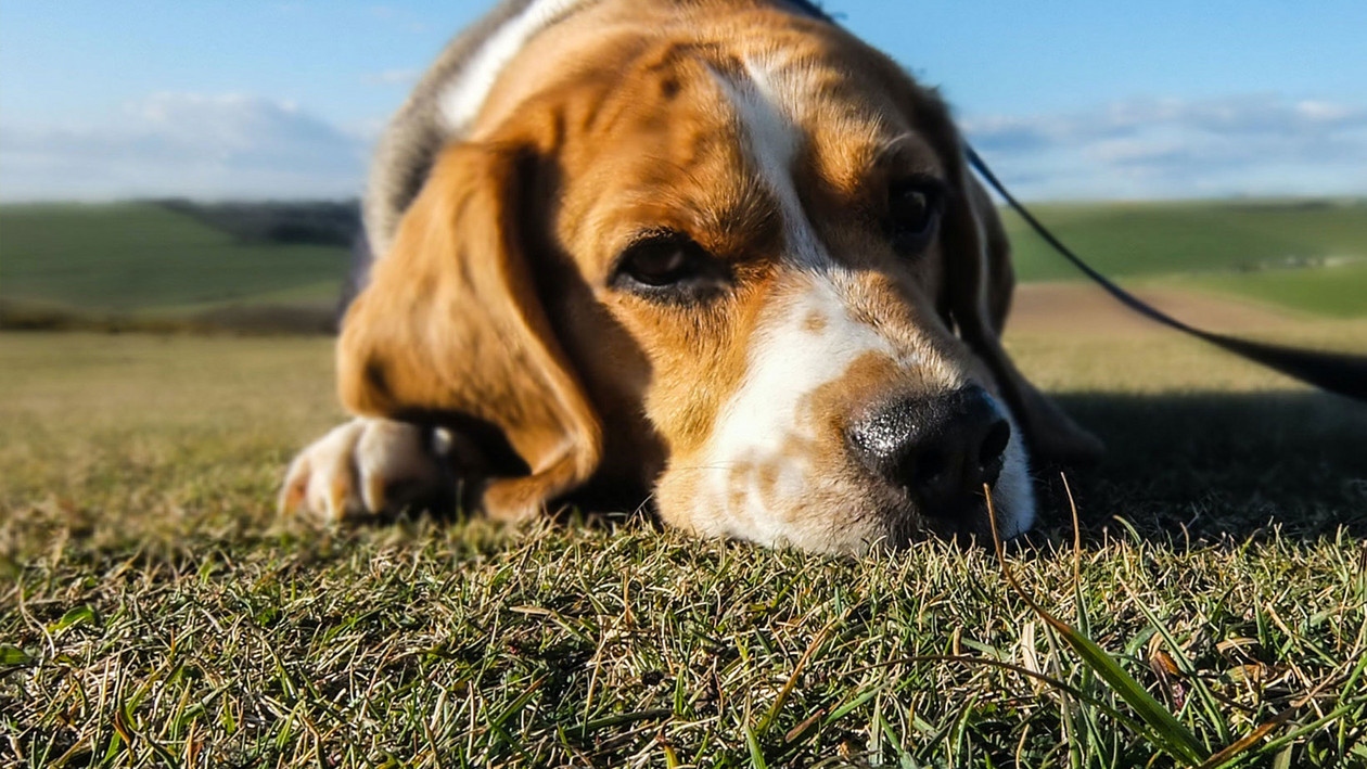 Wie oft sollte ein Hund Stuhlgang haben?