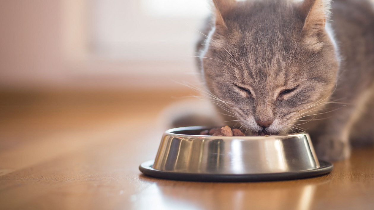Was dürfen Katzen essen?