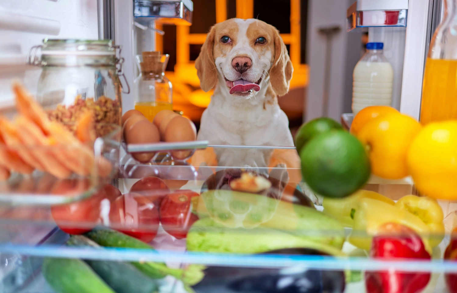 Wann ist Schonkost für den Hund angesagt?