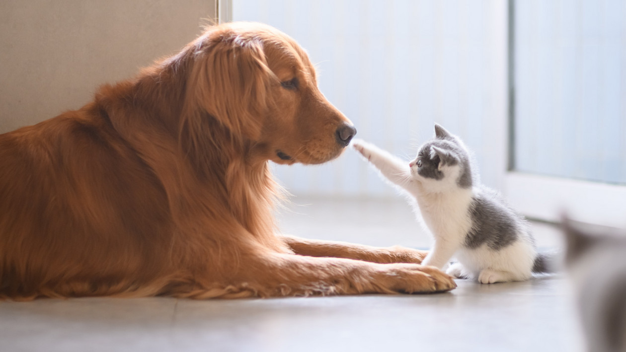 Kätzchen spielt mit Hund