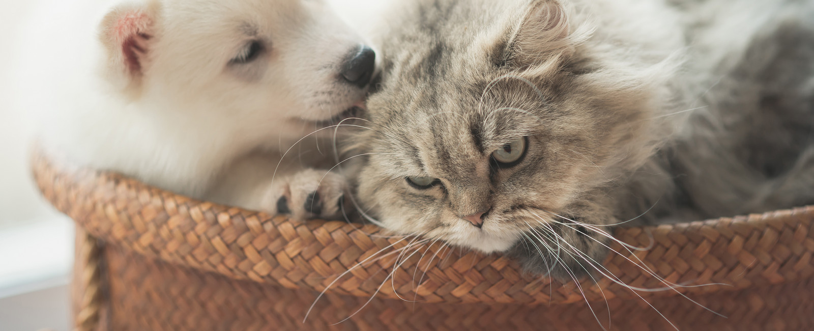 Hund liegt mit Katze im Korb