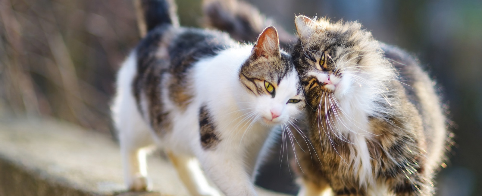 Zwei Katzen schmiegen sich an einander