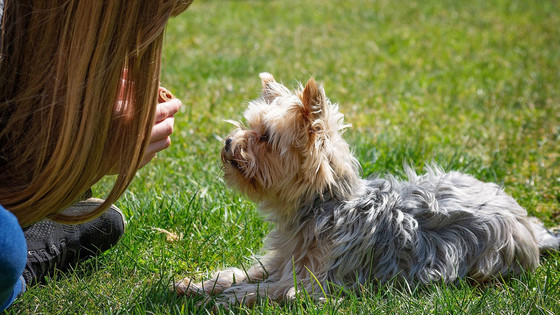nassfutter fr allergiker hunde Perro Hundenassfutter Pferd