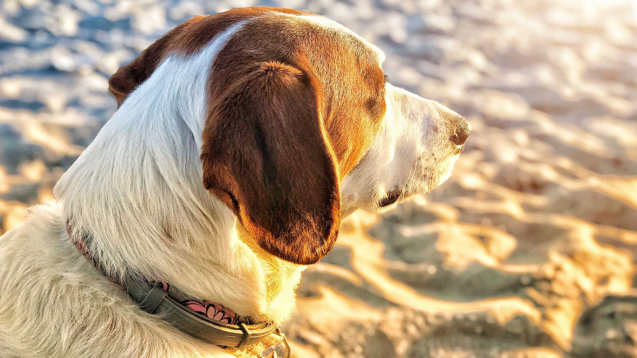 Dürfen Hunde Eiswürfel essen?