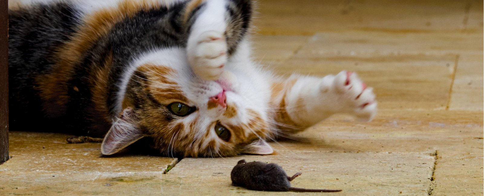 Katze spielt mit Maus