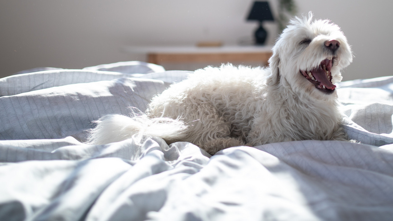 Hunderassen, die nicht Haaren: Hund gähnt auf Bett