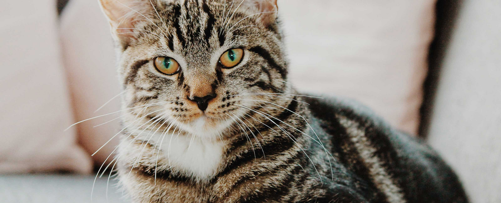 Katzen gesund ernähren