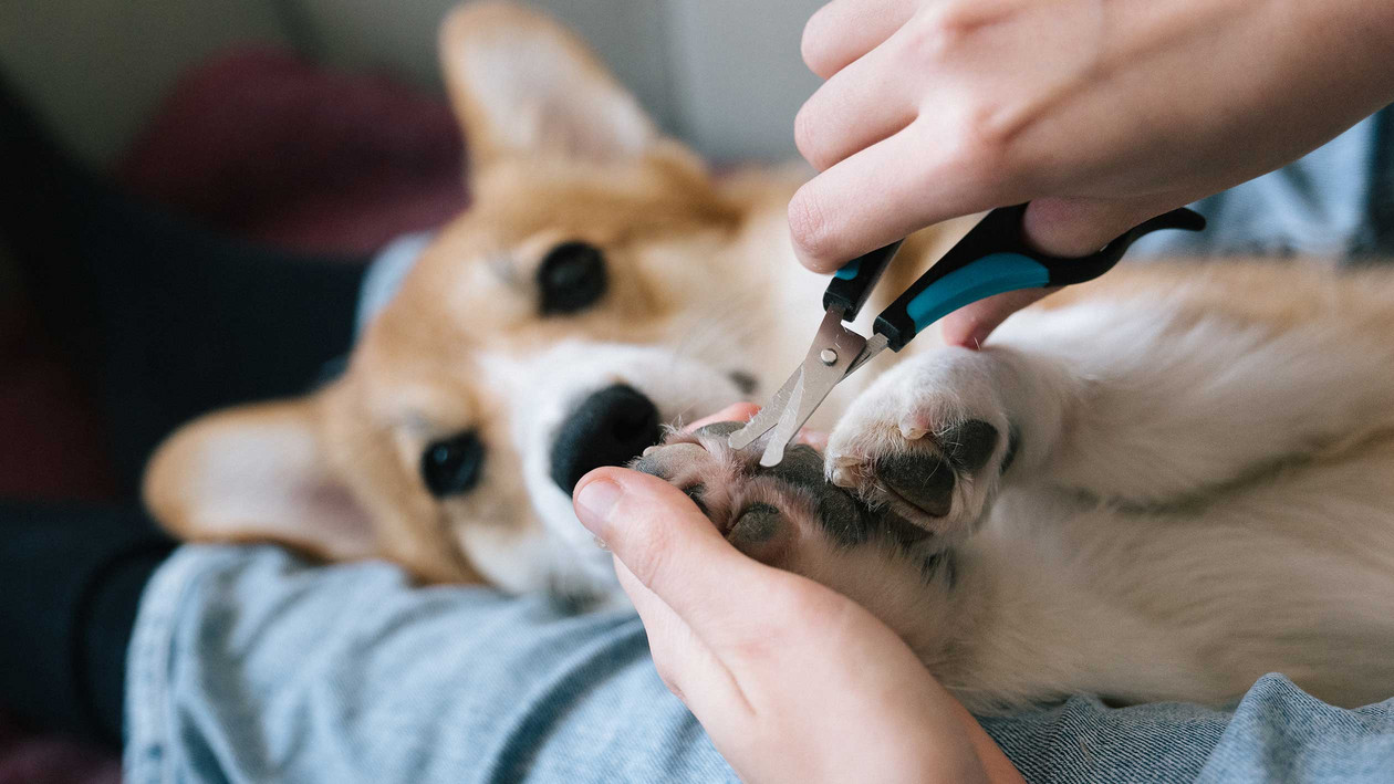 Pfotenpflege beim Hund