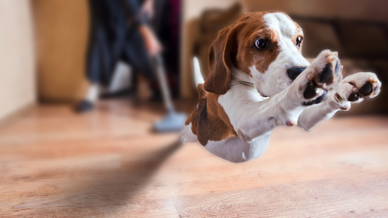 Hund flieht vor Staubsauger