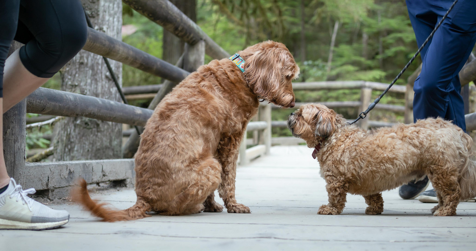 Fremde Hunden begegnen sich beim Gassigehen