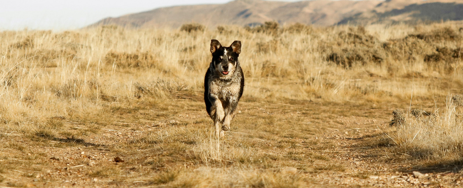 Wieviel Auslauf braucht ein Hund?