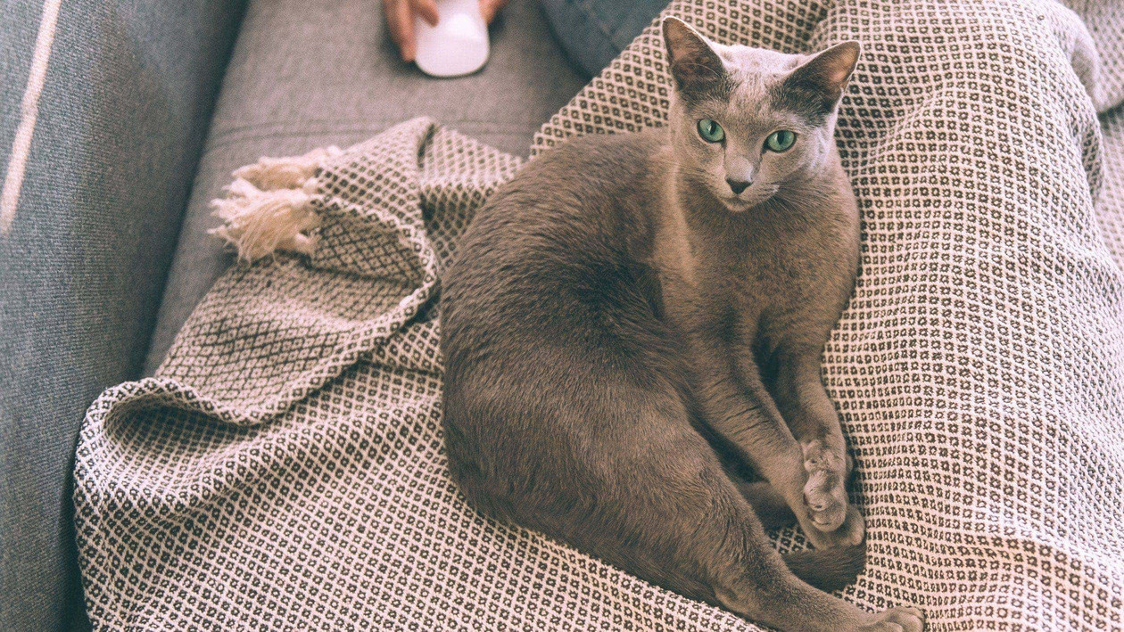 Katze kuschelt sich an Decke