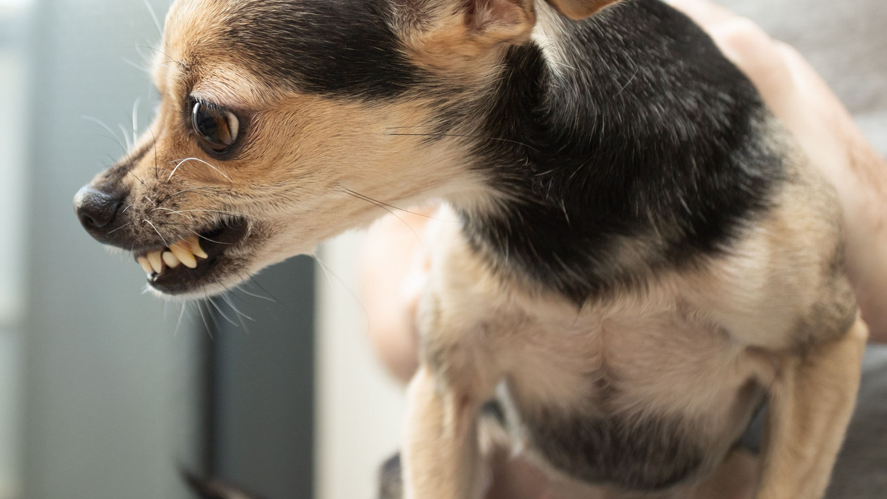 Aggressiver Hund