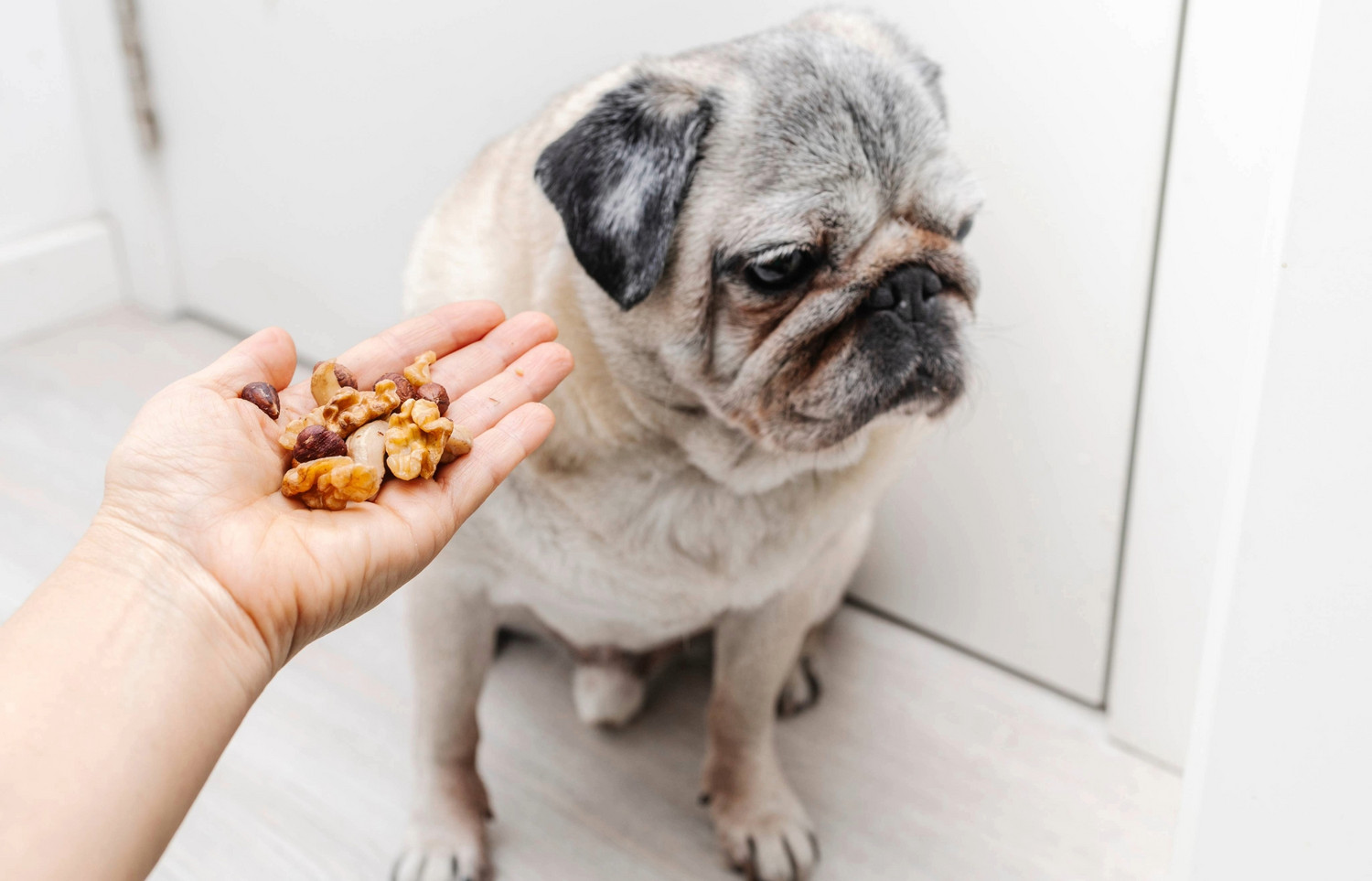 Dürfen Hunde Nüsse essen?