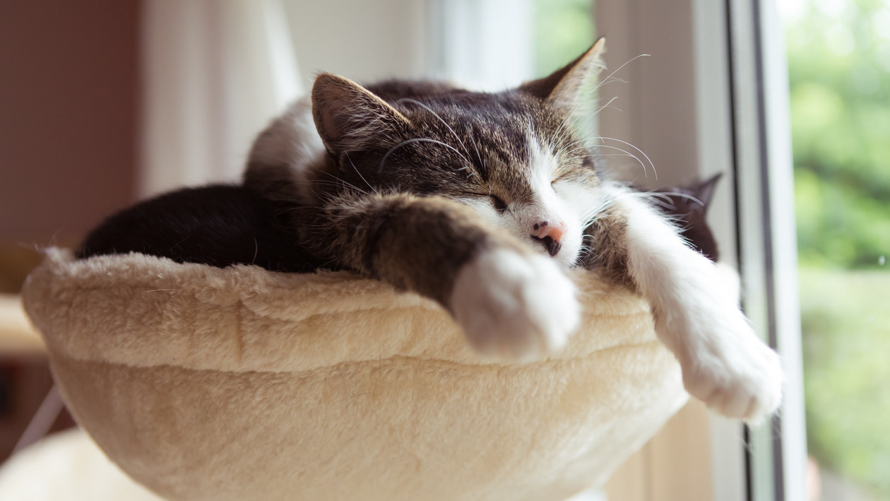 Katze liegt auf einer Decke