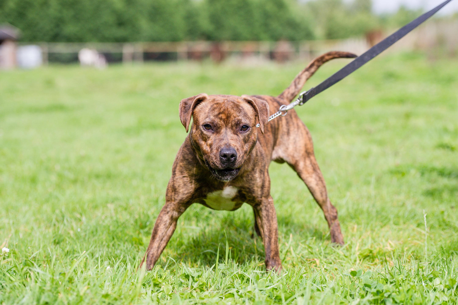 Aggressiver Hund an der Leine