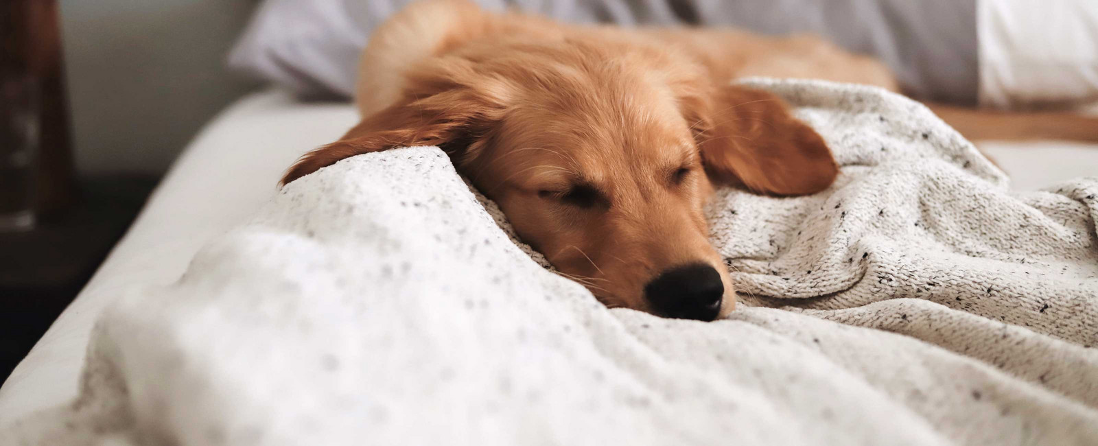 Hund im Bett