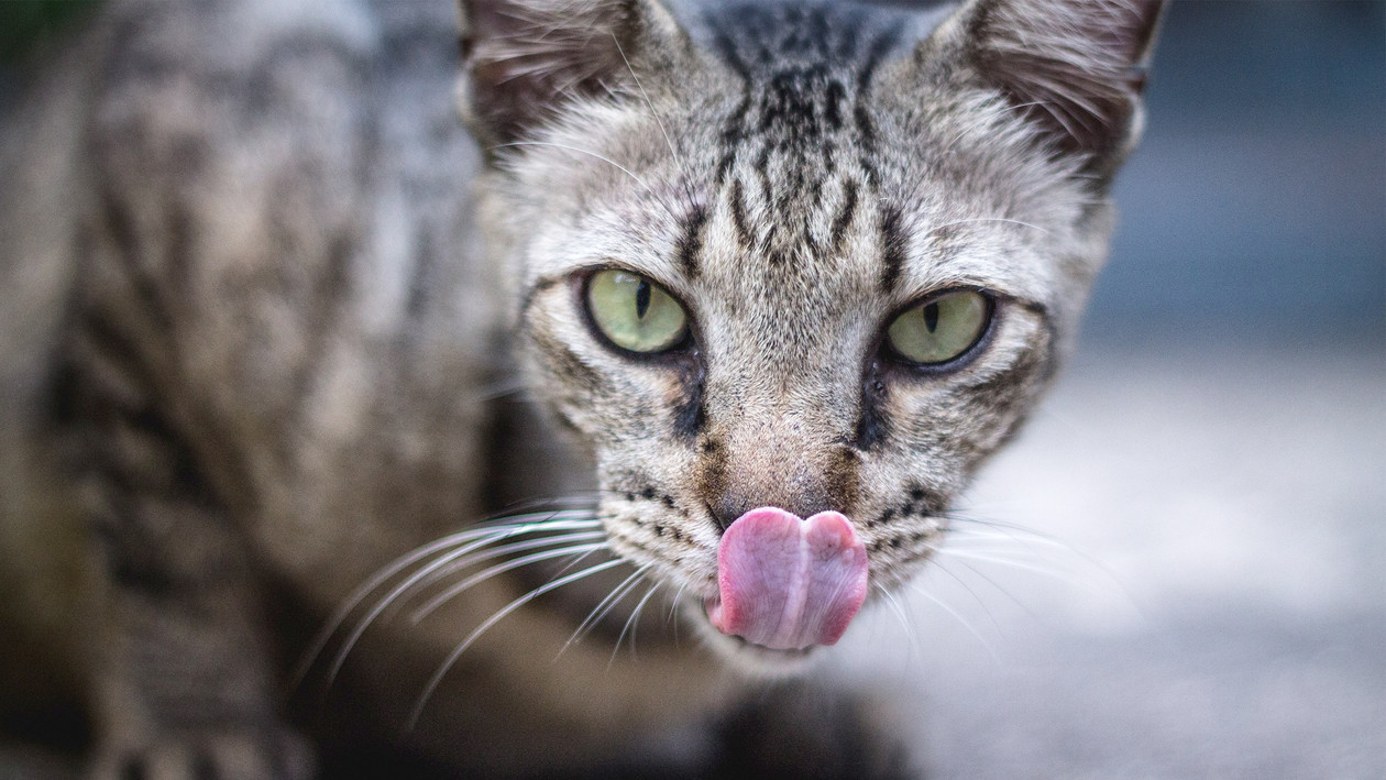 Wenn einen die Katze ableckt