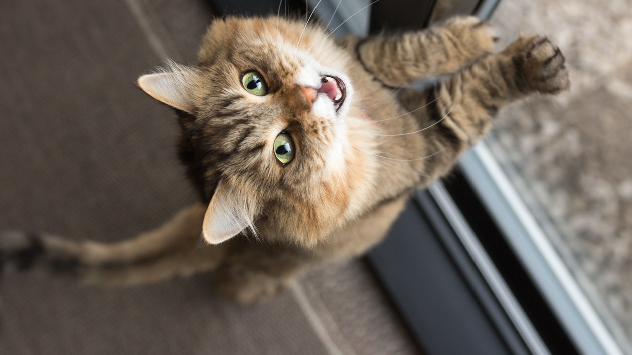 Katze schaut zum Betrachter auf