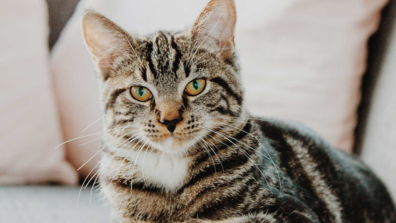 Katzen gesund ernähren